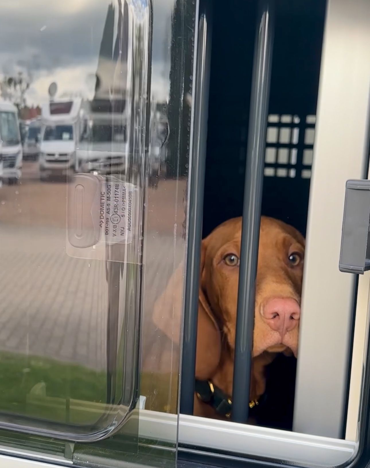 Ein Hund schaut aus dem Fenster des Hundeumbaus in einem Reisemobil.
